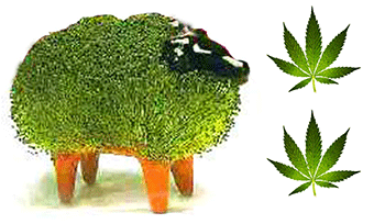The Chia Pet and Marijuana Diet?